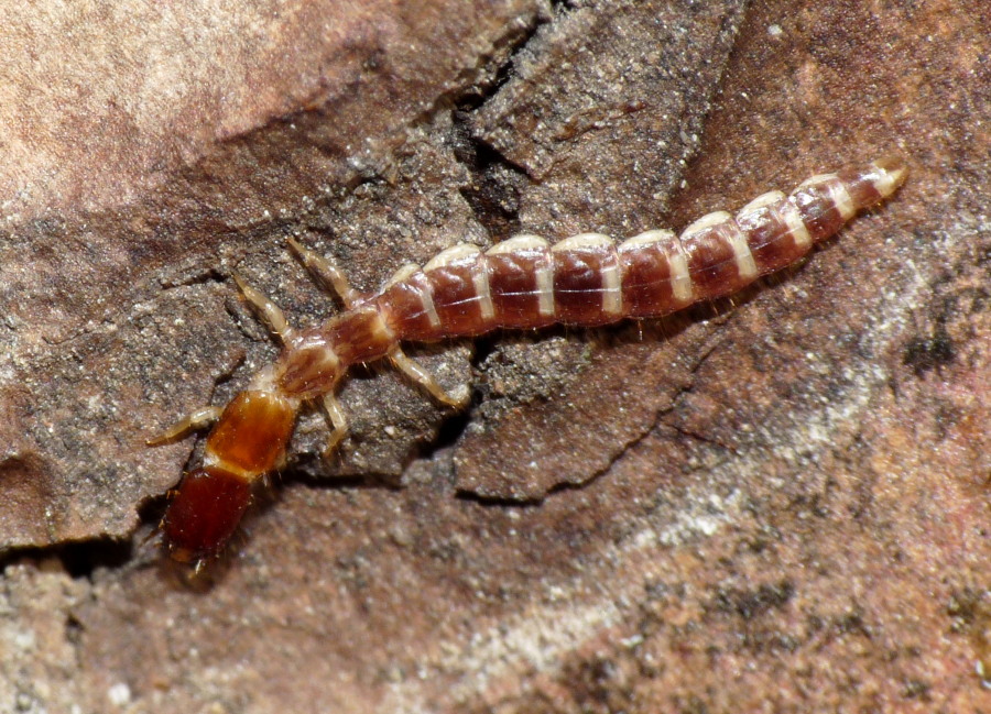 Larva di Parainocellia bicolor